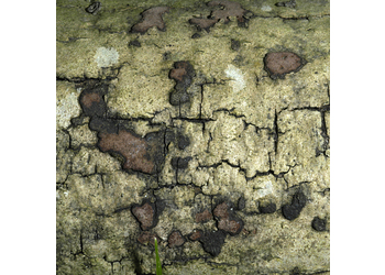 Ziegelrote Kohlenbeere (Hypoxylon rubiginosum) - © Heinz Prelicz